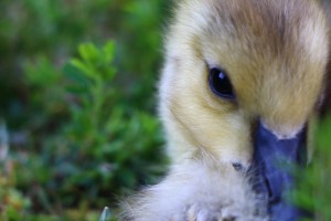 Baby Geese