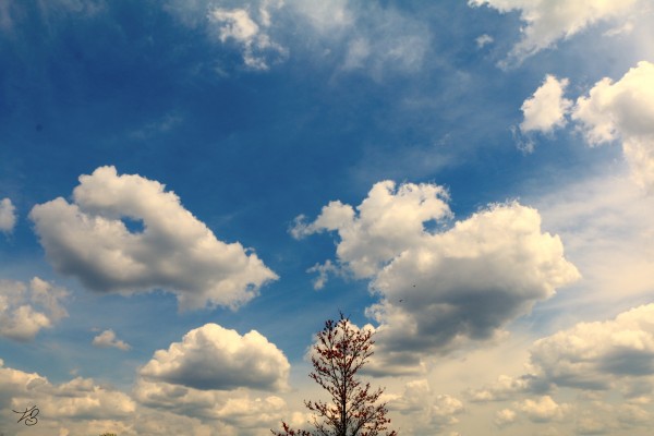 Eternal Flare  Print