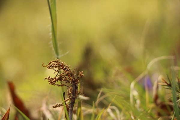 Seedless Time  Print