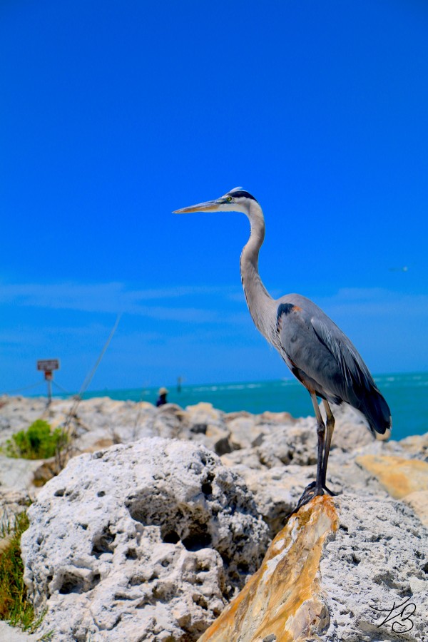 Standing Ovation  Print