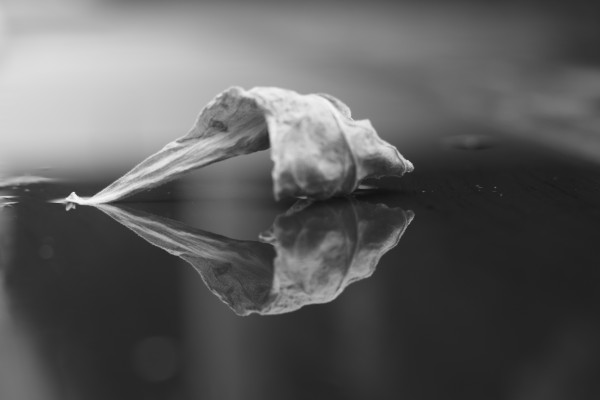 The Paradise of Reflections  Print