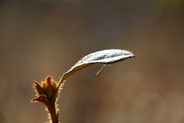 The Portal of Life Print