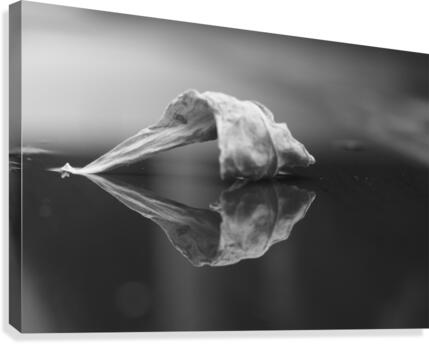 The Paradise of Reflections  Canvas Print