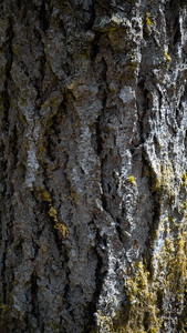 Bark Pattern