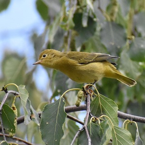 Warbler in my Garden