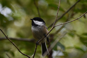 Chickadee 1