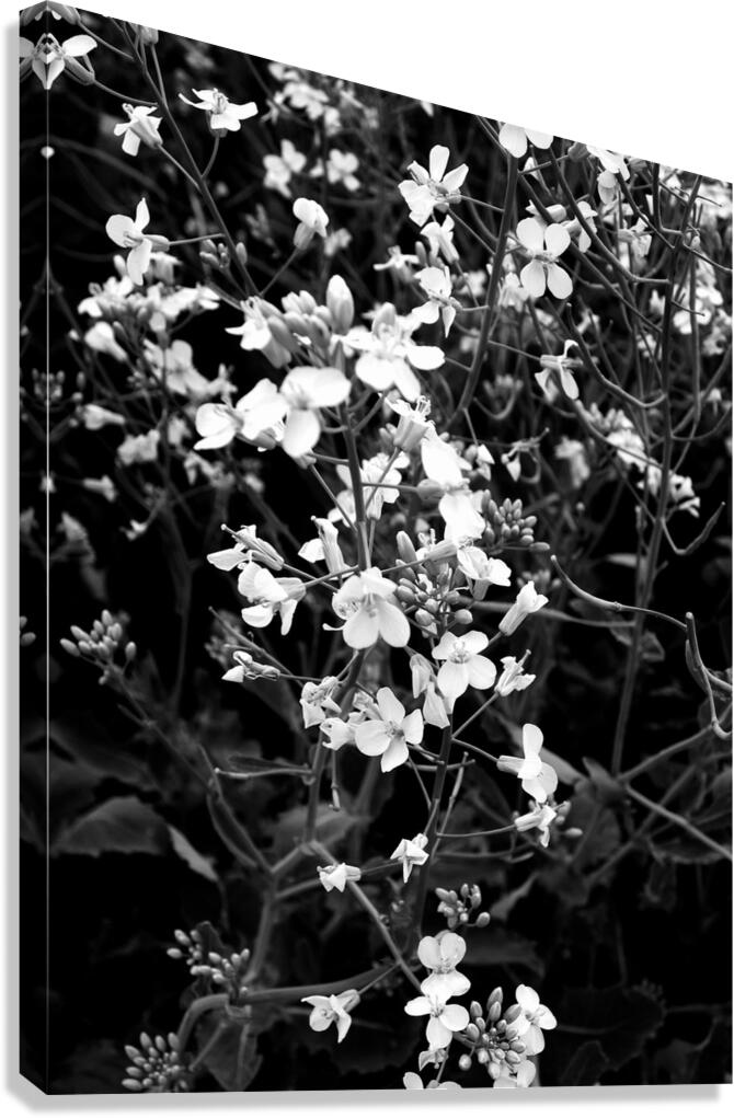 Canola Canvas Print
