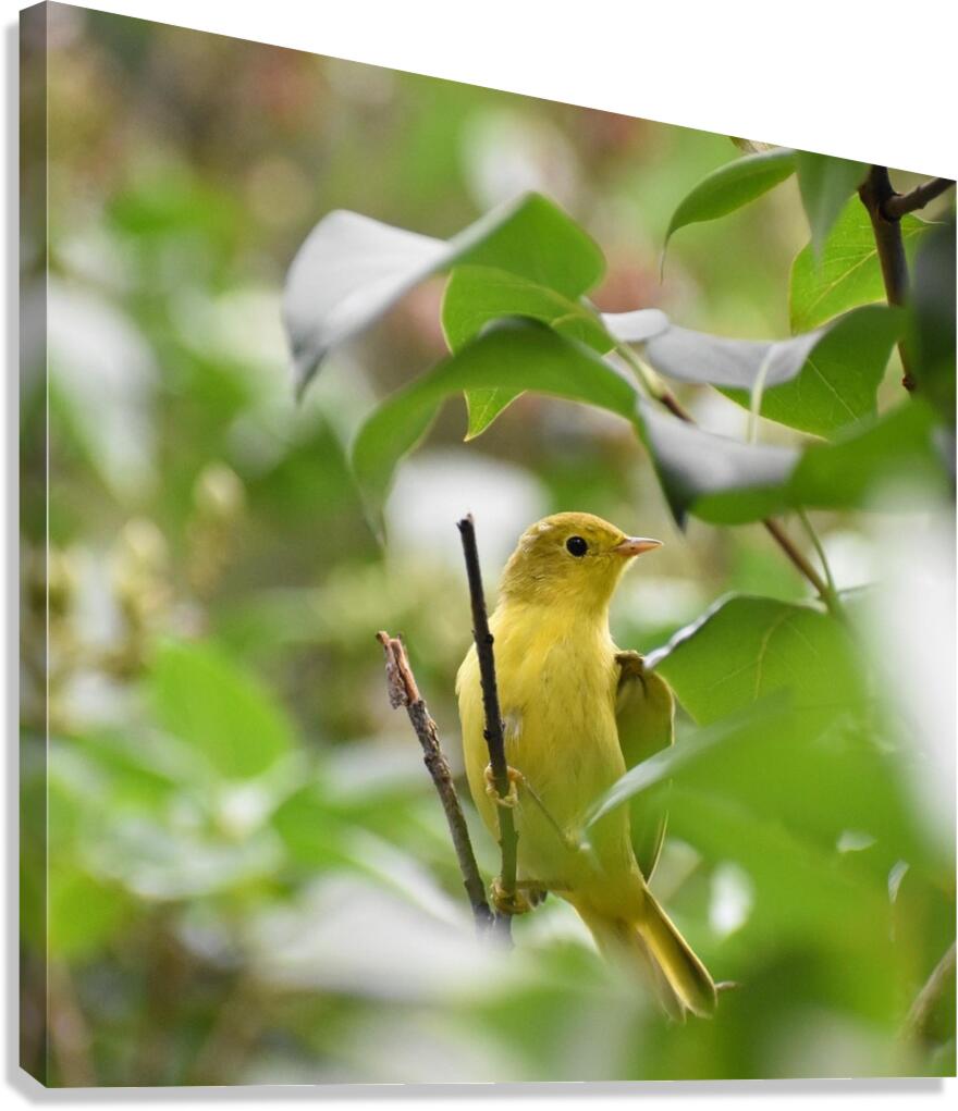 Yellow Warbler Canvas Print