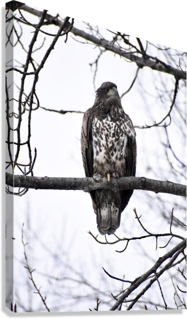 Eagle 2 Canvas Print