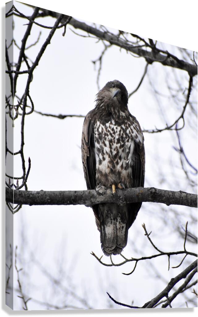 Eagle 3 Canvas Print