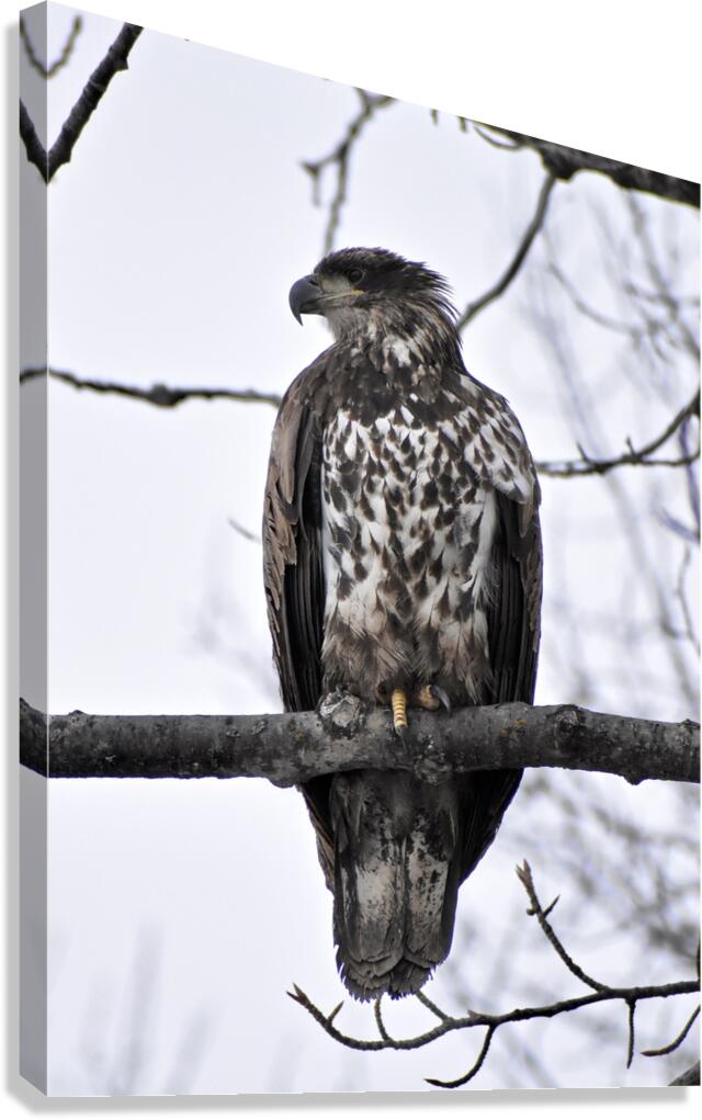 Eagle 1 Canvas Print