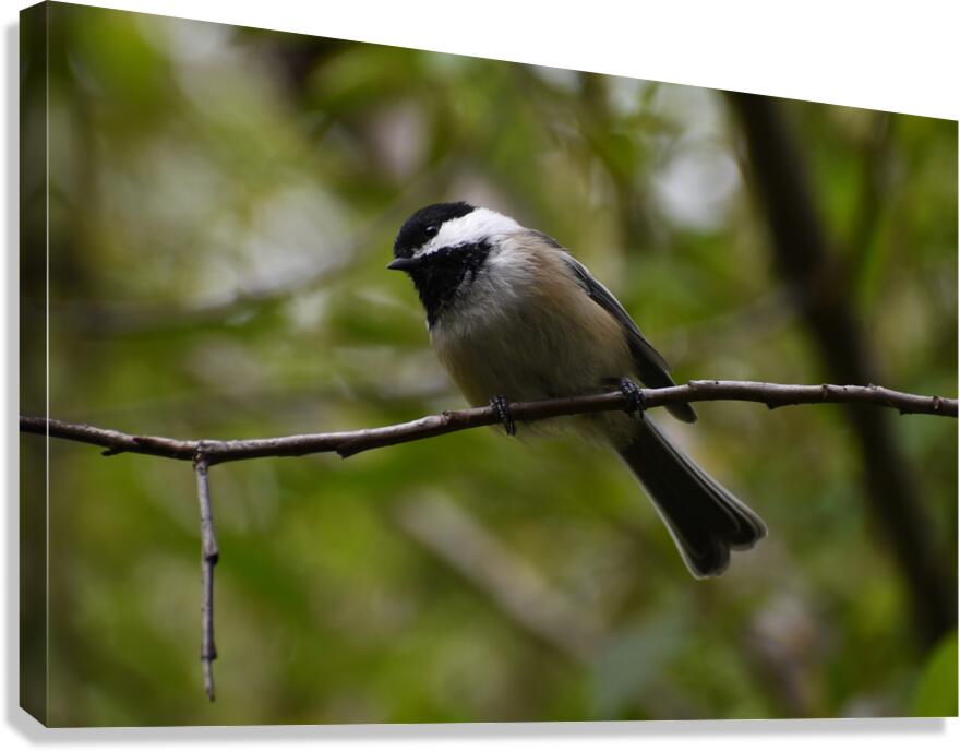 Chickadee 2 Canvas Print
