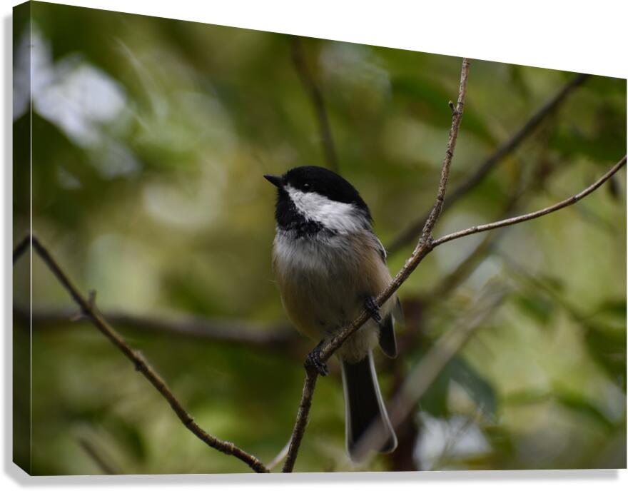Chickadee 1 Canvas Print