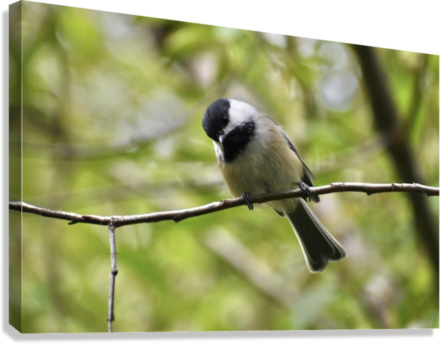 Chickadee 3 Canvas Print