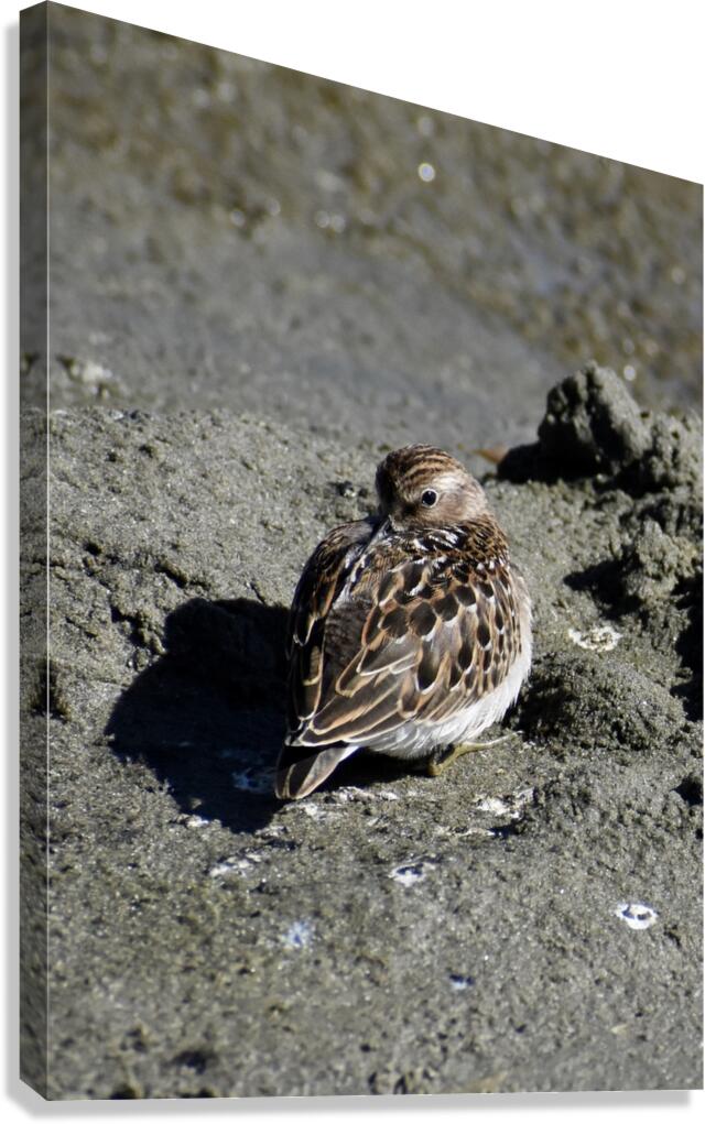 Resting Sandpiper Canvas Print