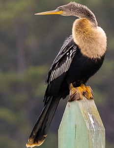 Anhinga 2