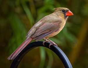 Female Cardinal