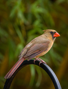 Female Cardinal 2