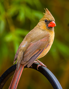 Female Cardinal 3