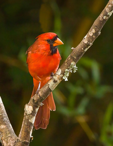 Male Cardinal