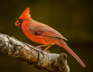 Male Cardinal 3