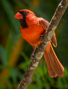 Male Cardinal 7