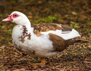 Muscovy Duck