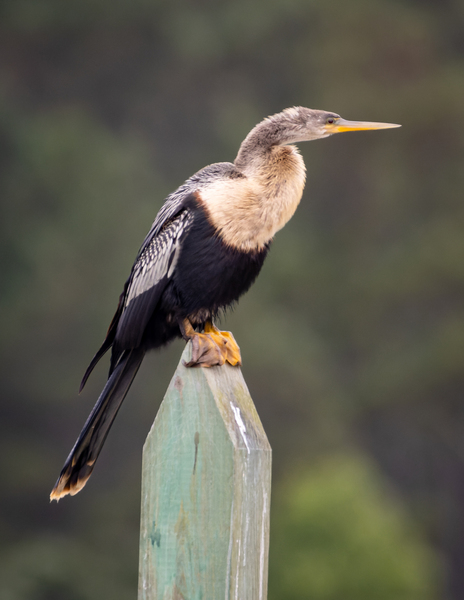 Anhinga Print