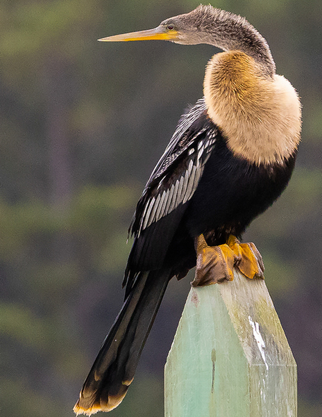 Anhinga 2 Print