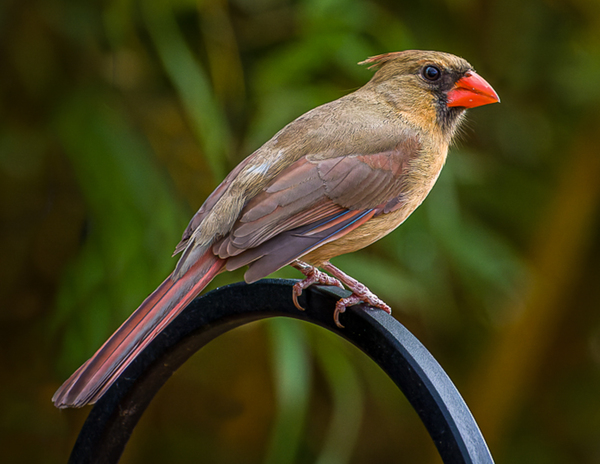 Female Cardinal Print