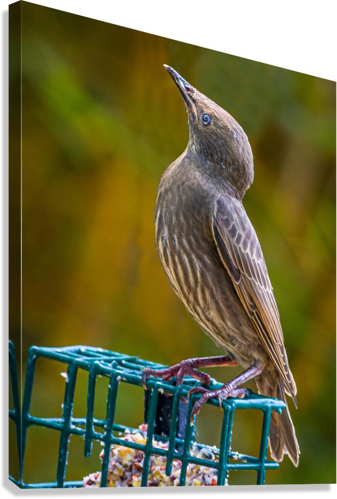 Unknown Bird Canvas Print