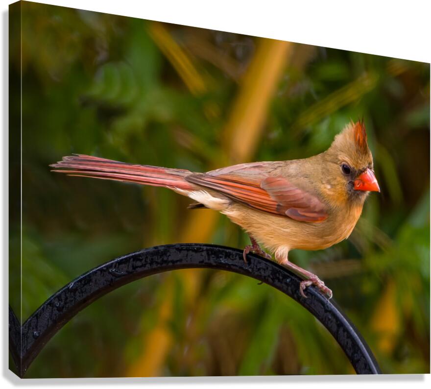 Juvenile Cardinal Canvas Print