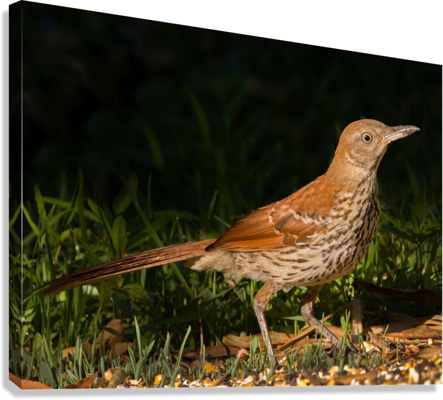 Thrasher Canvas Print