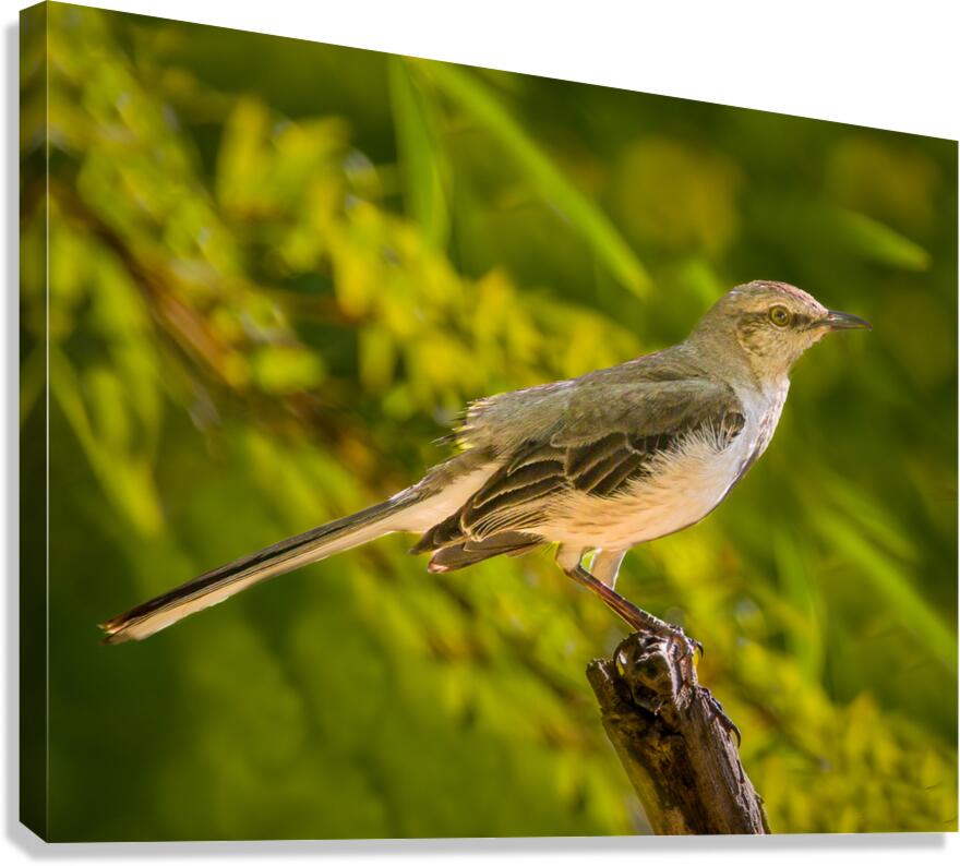 Nortern Mockingbird 1 Canvas Print