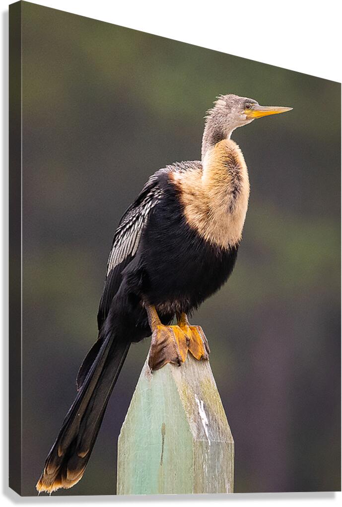 Anhinga 1 Canvas Print