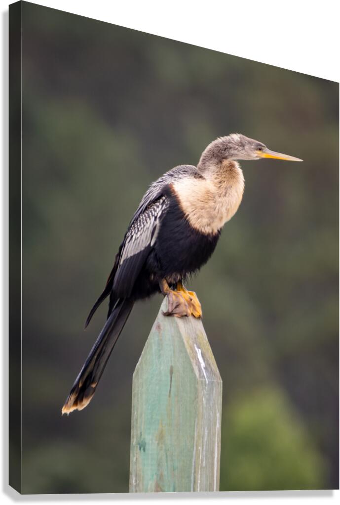 Anhinga Canvas Print