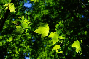 Beautiful nature landscape