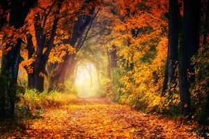 Beautiful nature landscape