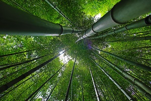 Beautiful nature landscape