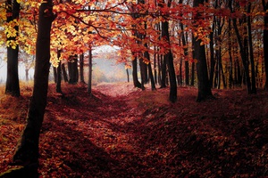 Beautiful nature landscape