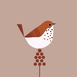 Bird Drawing Design
