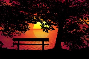Sunset Bench Trees night