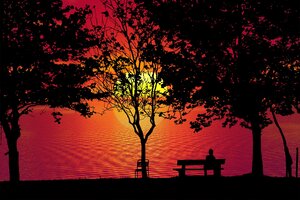 Sunset Forest Trees