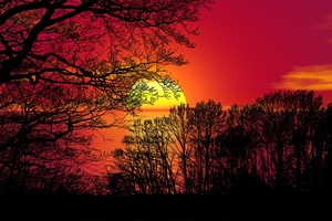 Sunset Forest Trees  night