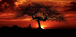 Sunset Tree Landscape night