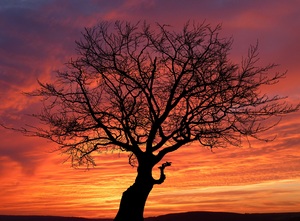 Sunset Tree Nature night