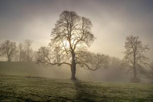 Tree forest  nature