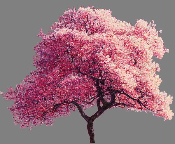 Cherry Tree Nature Print