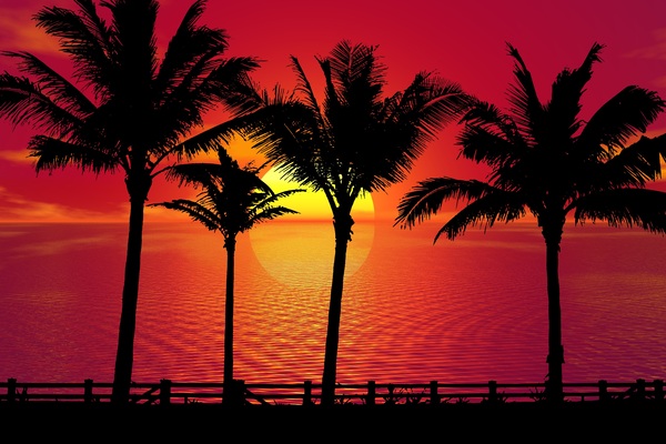 Palm Trees Sunset night Print