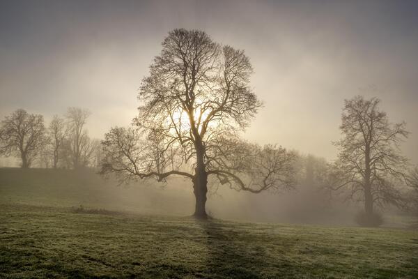 Tree forest  nature Print